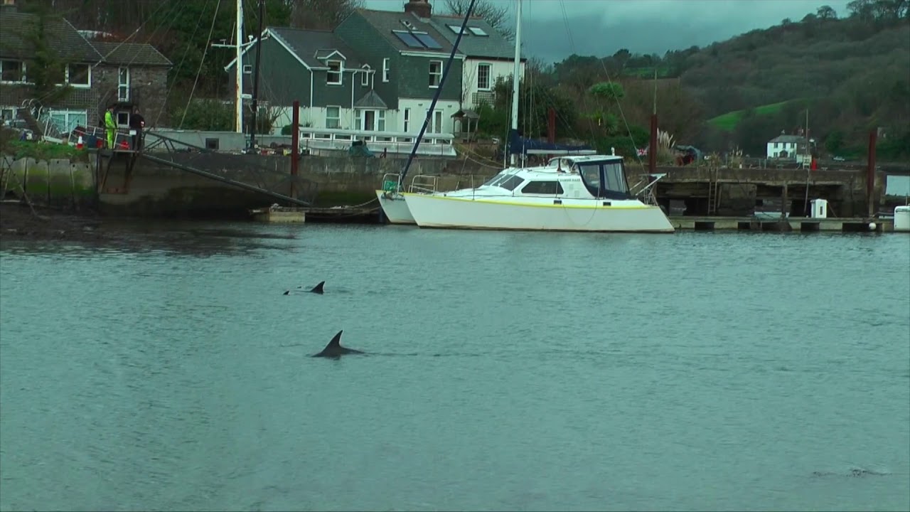 Dazcat Dolphins pay us a visit at home