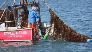 Kelp industry continues growth in Maine