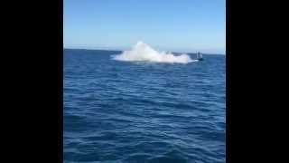 Humpback whales -  Double breach - Phillip Island