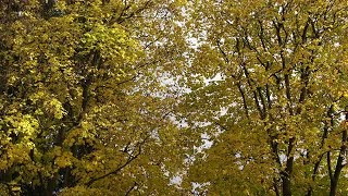 Close-up Shot Of Maple Trees Stock Video