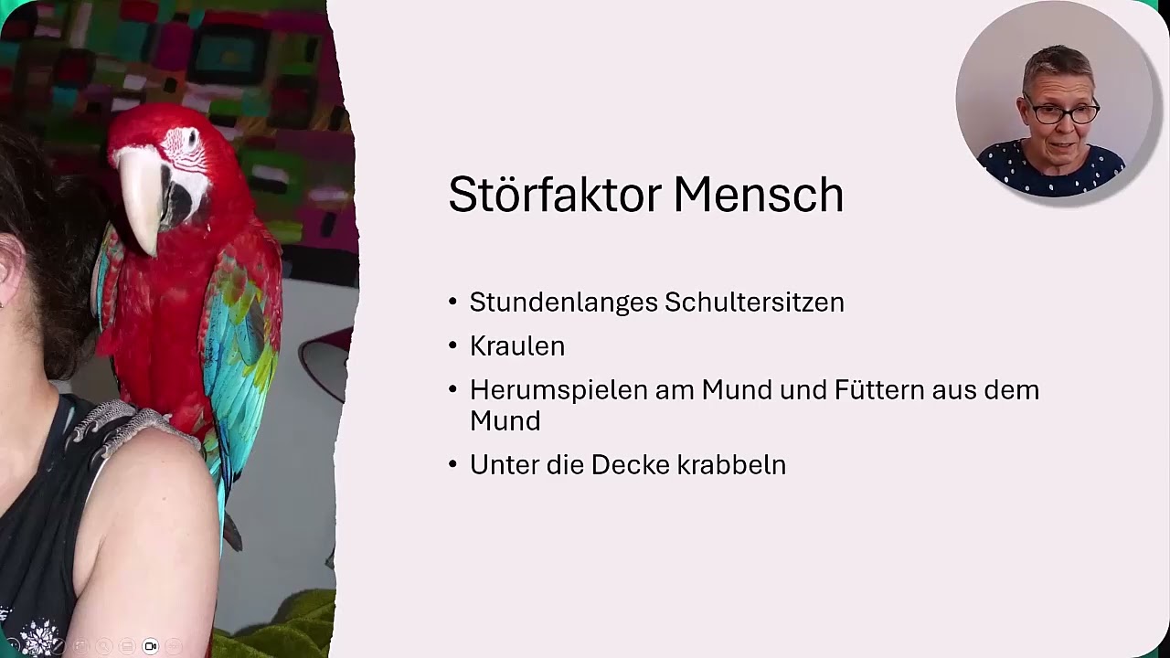 Papageien: Warum es mit der Paarbindung oft nicht klappt!