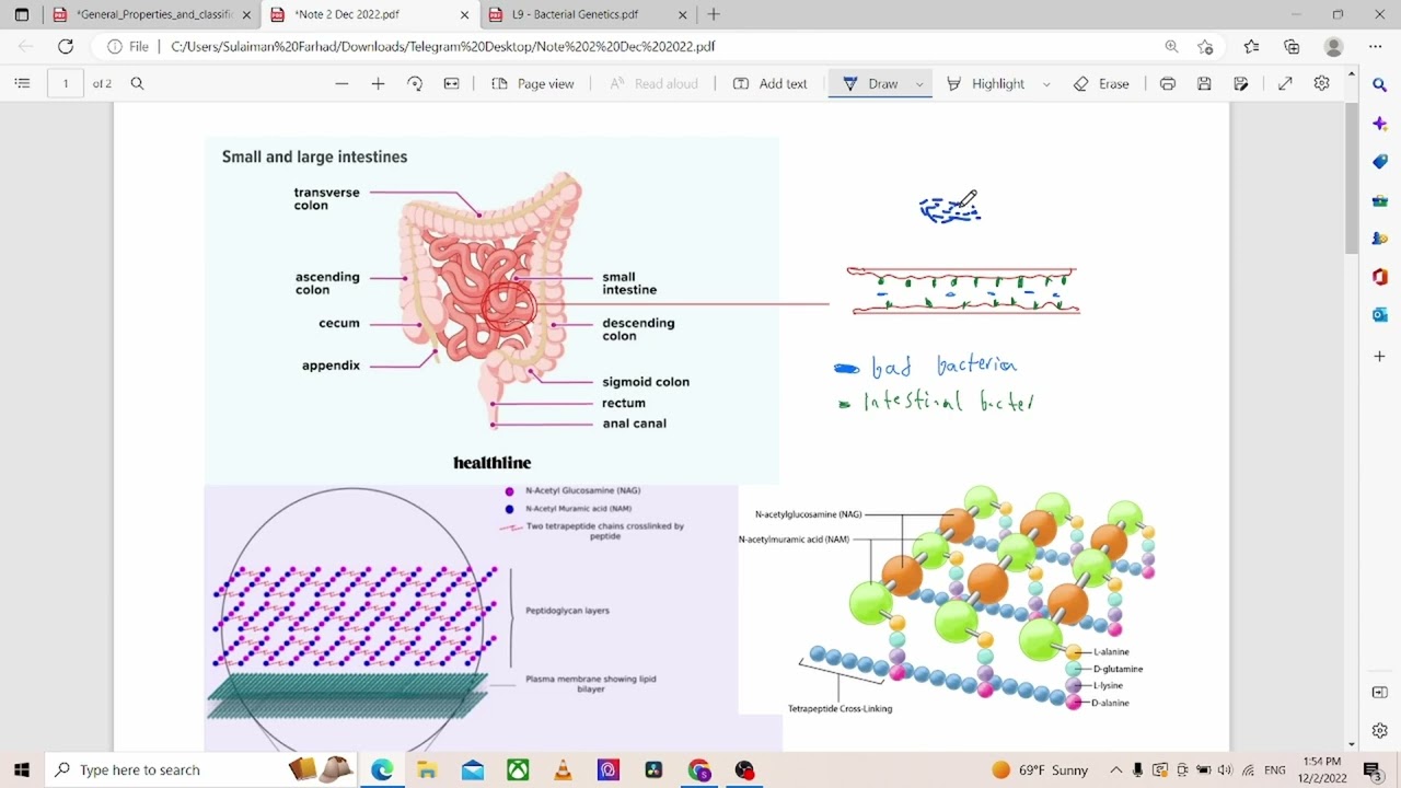 Lecture 8 - bacterial structure part 1