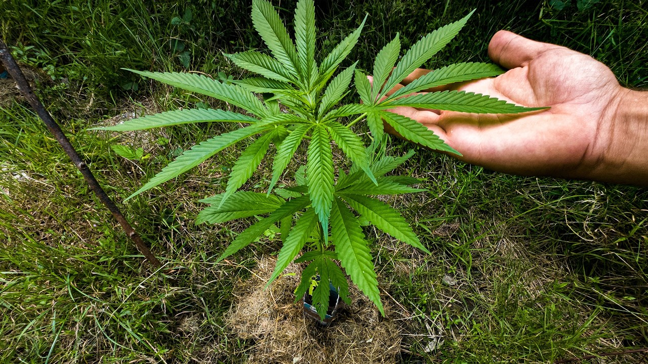 Outdoor Guerilla Cannabis | End of July