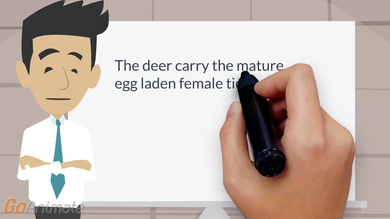 Lyme disease ticks | Which animals carry the ticks that lay the Lyme disease infected eggs?