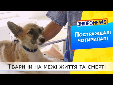 У Дніпрі продовжують рятувати тварин з гарячих точок України
