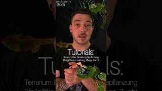 Dendrobaten Tv Short's #Regenwald #Pfeilgiftfrösche #Dendrobaten tv