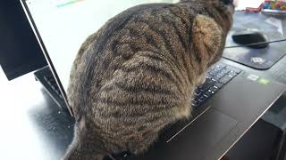 KEYBOARD TYPING ASMR | *CLICKY KEYBOARD* and laptop! (featuring my cat) screenshot 4