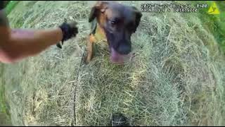Full K9 Pandora Locates Missing Person! News