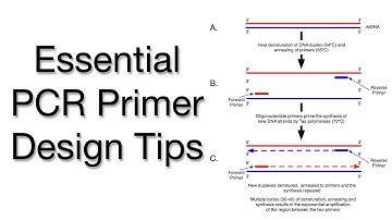 PCR Primer Design: Tips for Accurate DNA Amplification