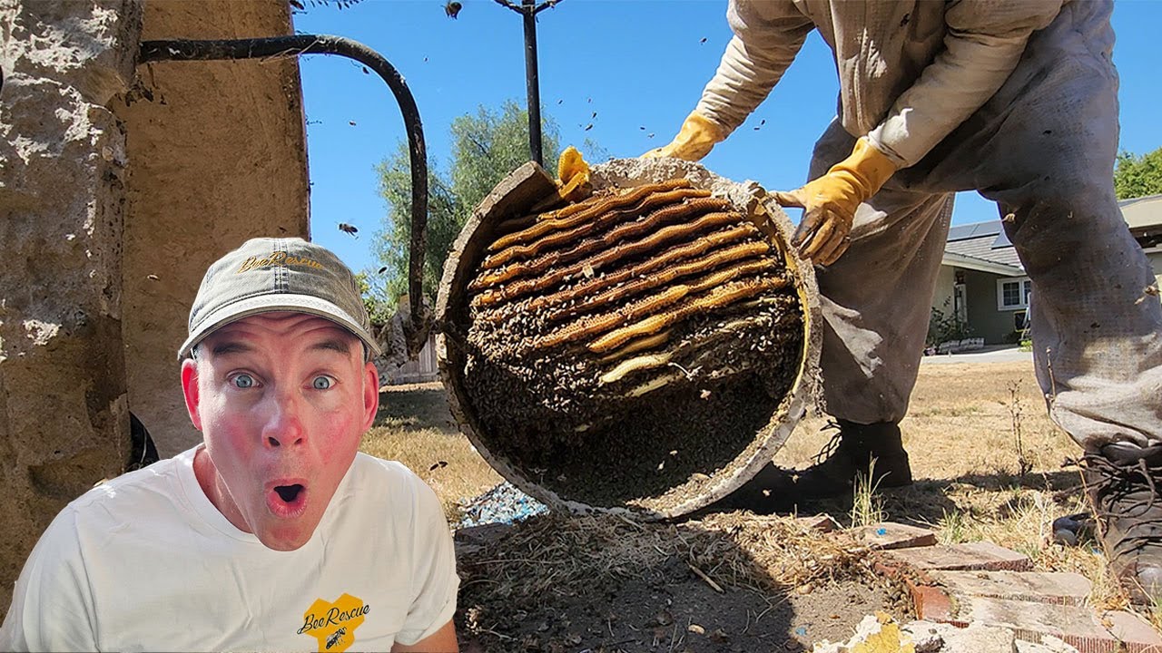 Huge Bee Hive in Fire Pit