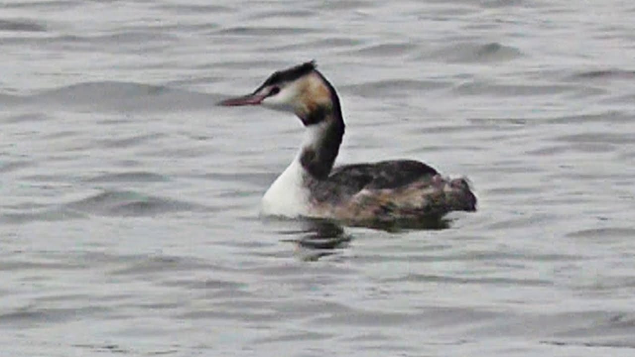 Great Crested Grebe at Swanpool 