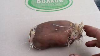 как выбрать посадочный картофель как выбрать посадочный картофель