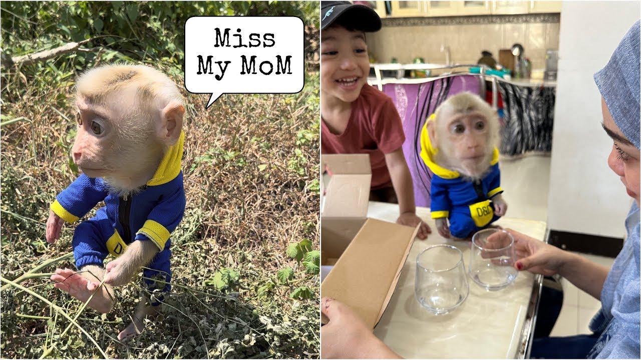 Baby Monkey Alpha came out of the forest to disturb Mommy who was busy at home