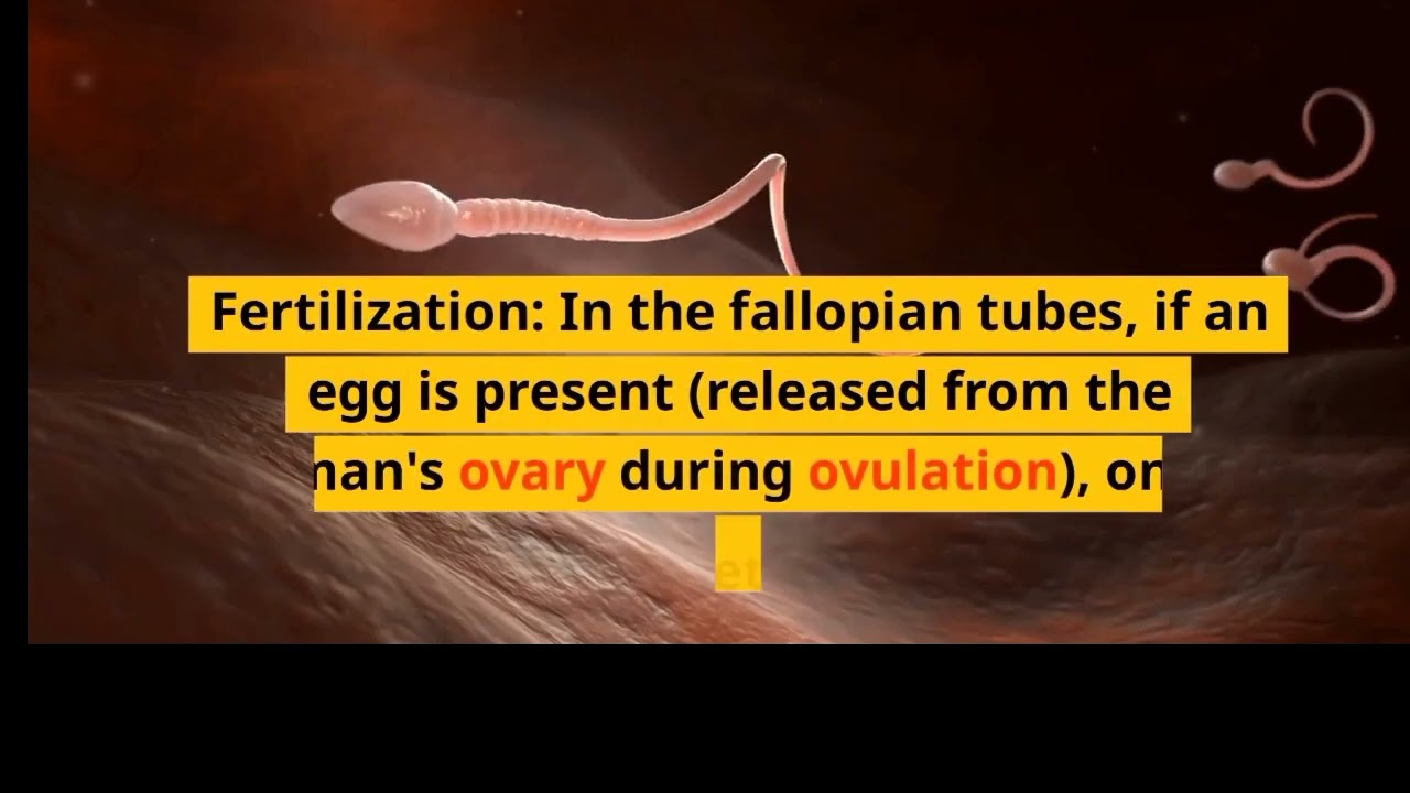 How sperm work at the time of ejaculation 😦