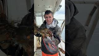 I caught a huge lobster!