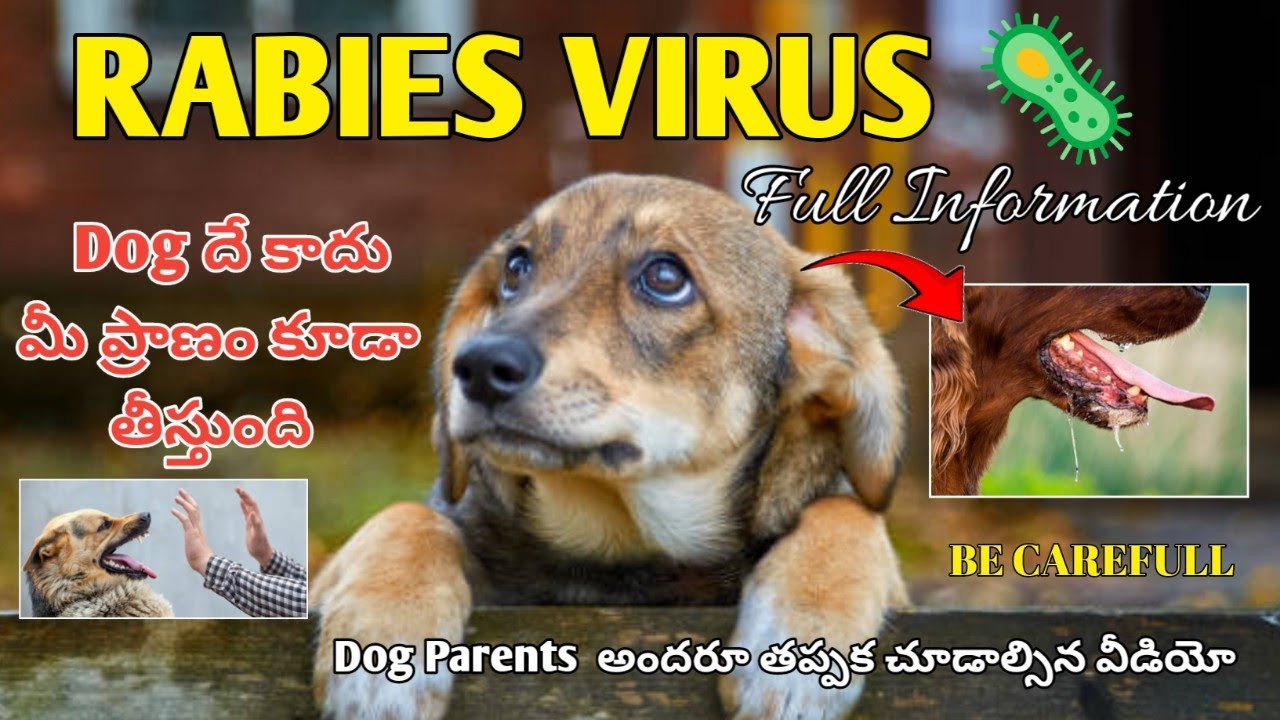 rabies-disease-full-information-in-telugu-keerthi-puppy-vlogs-telugu