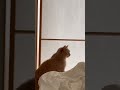 我が家の目覚まし時計 #猫のいる暮らし #猫 #猫動画 #猫好きさんと繋がりたい