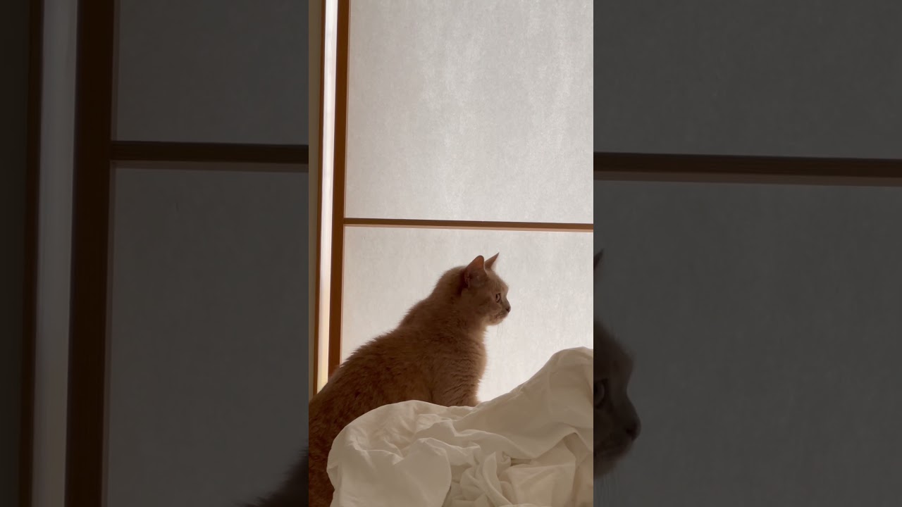 我が家の目覚まし時計 #猫のいる暮らし #猫 #猫動画 #猫好きさんと繋がりたい