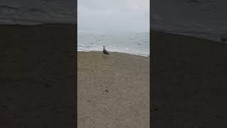 Morning seagull life New Zealand 뉴질랜드 아침 갈매기