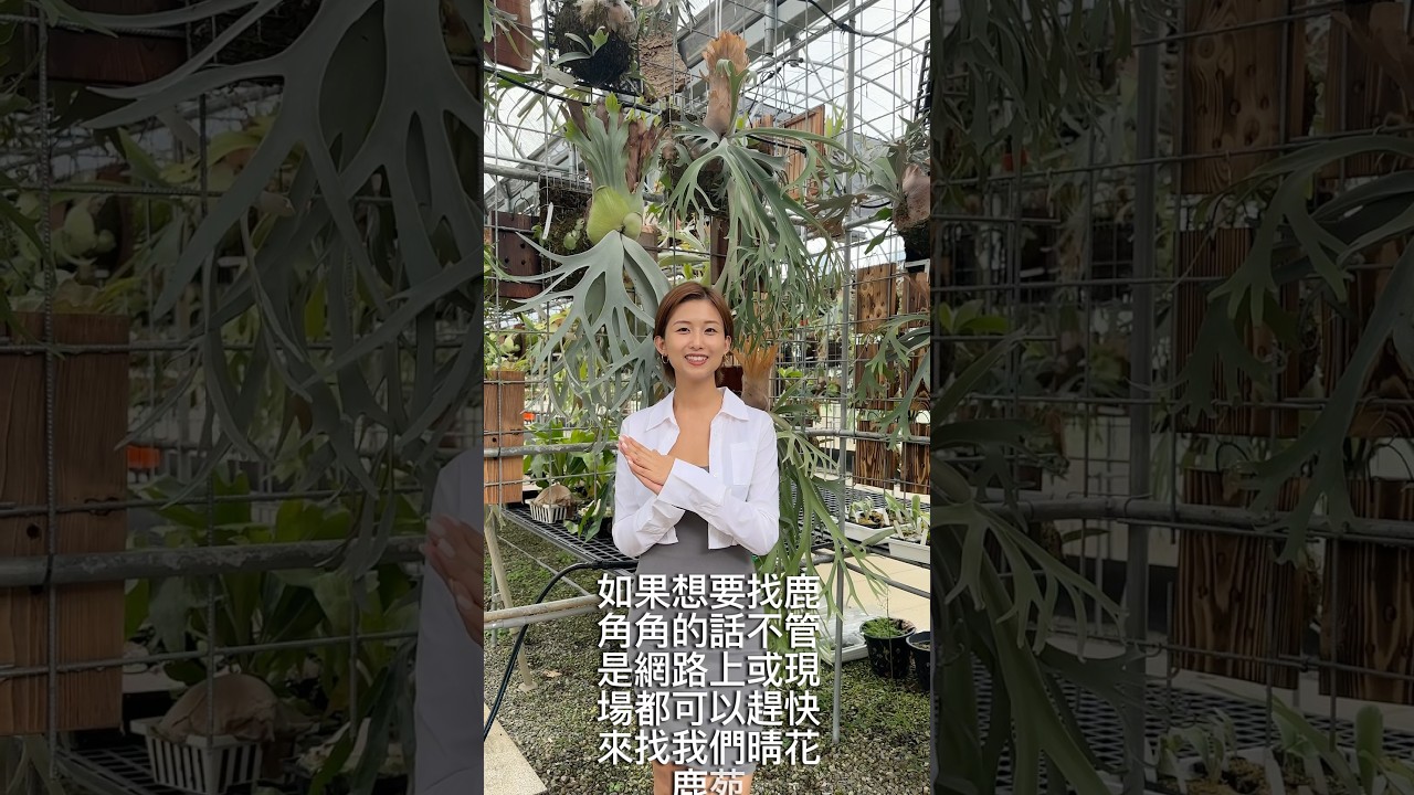 2000元在晴花鹿苑可以買哪些植株呢？ #鹿角蕨#鹿角蕨養護#plants
