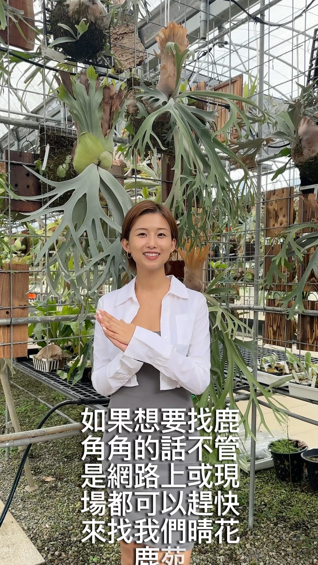 2000元在晴花鹿苑可以買哪些植株呢？ #鹿角蕨#鹿角蕨養護#plants