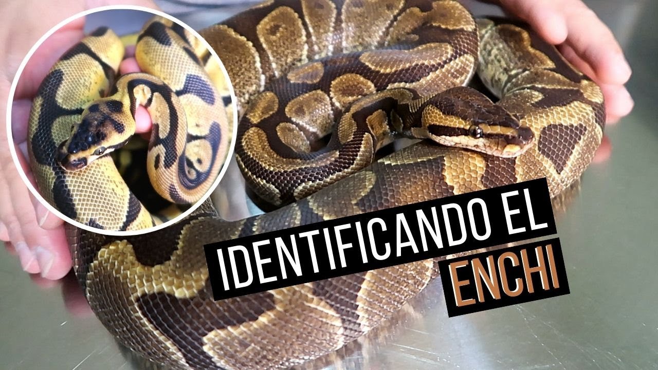 ¿CÓMO DISTINGUIR UNA ENCHI? Fases de la Pitón Bola (Python regius
