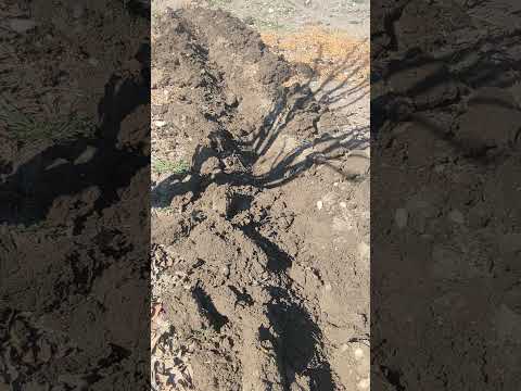 سلام و درود نکته زمان جوب زدن برای چالکود انتهای ریشه درخت باید دیده بشه