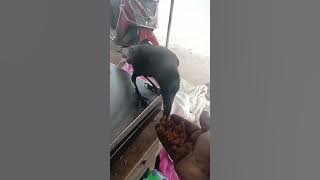 6 November 2025#காகம் #madiyanoor #maharaja