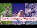 Top 10 Most Dangerous Wild Dogs Of The World