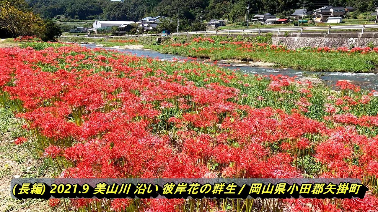 長編 21 9 美山川 沿い 彼岸花の群生 岡山県小田郡矢掛町 Youtube