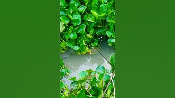 Câu cá trong lục bình chấp cả kích điện #short (video)