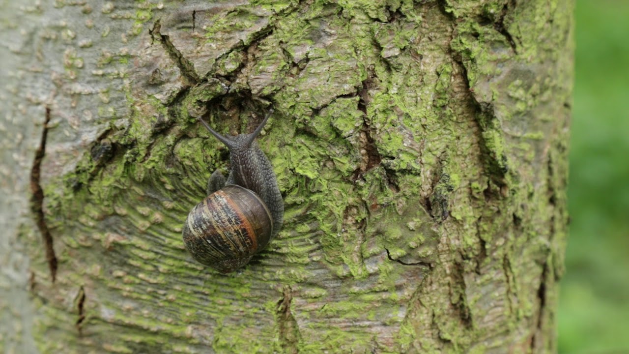 Secret Life of a Snail