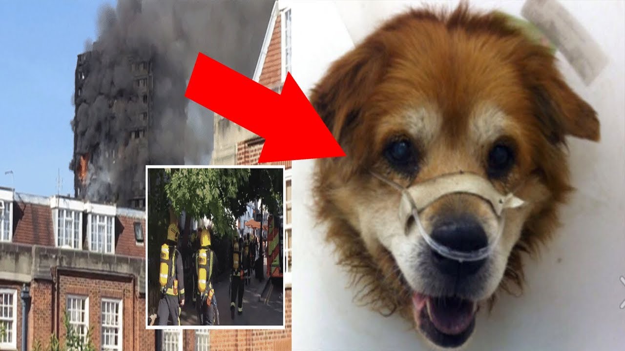 Firefighters Rush Into Burning House To Save Woman But Are Shocked When They Find Her