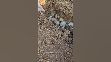 Are There Cons to Raising Quail #shorts #viral #farm #quail