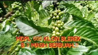 Blerek clones in MDPL 600 can change up to B 3