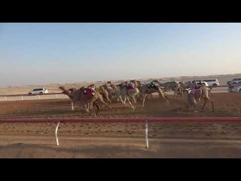 الشوط 8 نجد للسيد محمد راشد مبارك حفيظ المزروعي توقيت 6 23 29