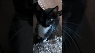 Tuxedo Kitten Meows