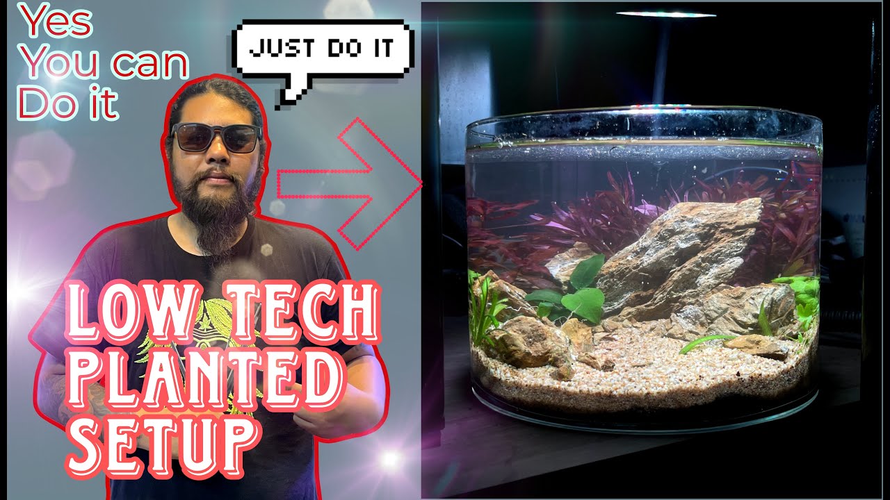 Easy Low-Tech Aquarium Setup – Anyone Can Do It! - YouTube