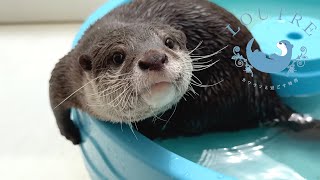 That Smart Otter Makes Demands Of Humans.