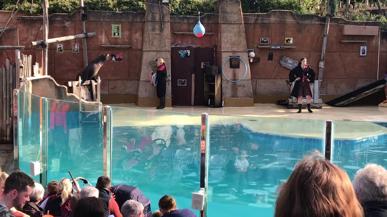 west midland safari sea lion show