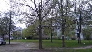 Видео с животными кошка и ворона Видео с животными кошка и ворона