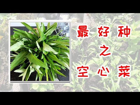 超好种的蔬菜，空心菜，产量高，采收快，无虫害，无需特别养护就能长得很好