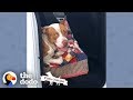 This Couple Found A Stray Pit Bull In Their Truck | The Dodo Pittie Nation