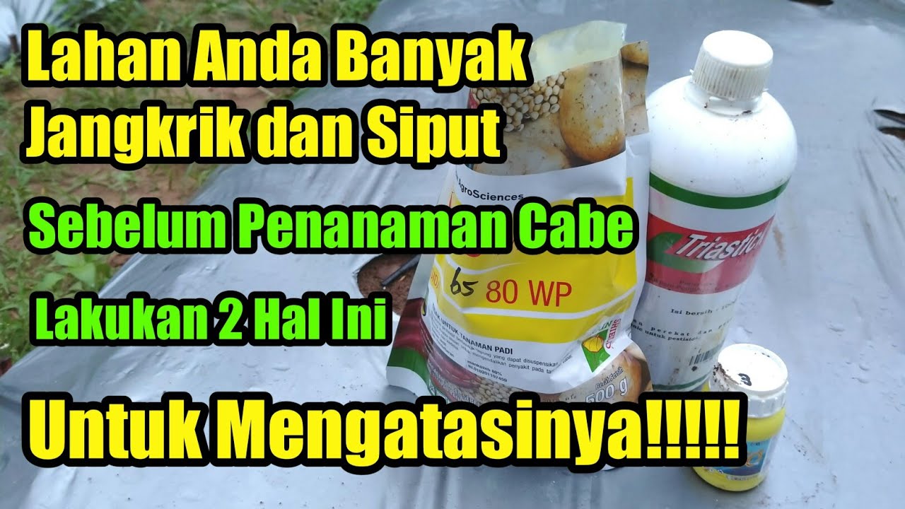 Cara mengatasi jangkrik dan Siput saat penanaman cabe 