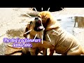 The dog's actions are admirable.