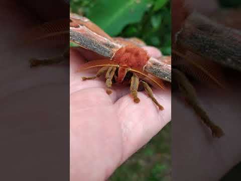 GIANT MOTH! MOTHRA found in Bali!  Gorgeous Atlas Moth #SHORTS