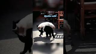 Siyah Kedi, Beyaz Kedinin Mekanına Girince Pişman Oldu