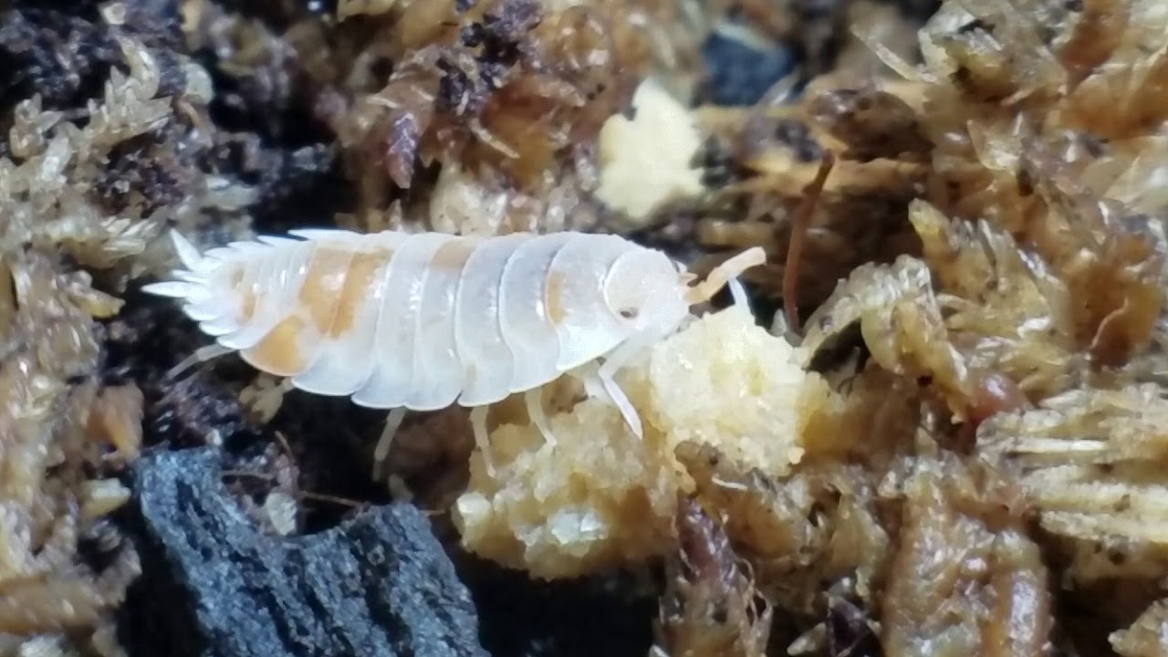 camera iphone 8 plus apk Orange dalmation isopod enjoying an evening snack