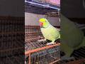 Indian Ringneck Talking Parrots #talkingparrot #parrot #shorts