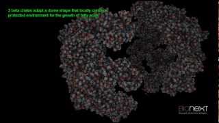 Structural Annotation of a Fatty Acid Synthase (FAS)